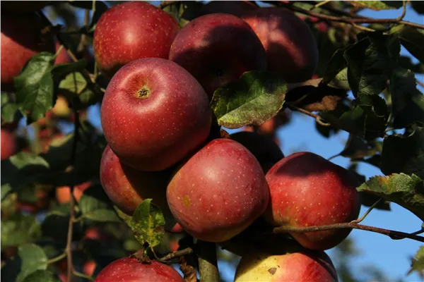 Malus 'Florina' ® Syn. 'Querina'   CAC Apfel 'Florina' ® Syn. 'Querina'   CAC