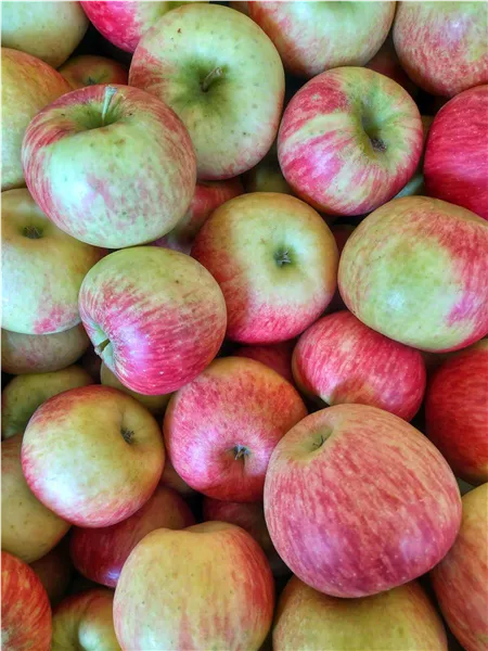 Malus 'Freiherr von Hallberg' ®   CAC Apfel 'Freiherr von Hallberg' ®   CAC