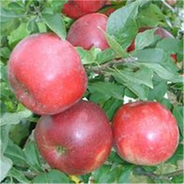 Malus 'Pidi Merlin' -S-   CAC Zwergapfel 'Pidi Merlin' -S-   CAC