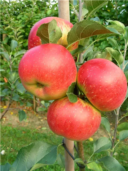 Malus 'Rubinola' ®   CAC Apfel  'Rubinola' ®   CAC
