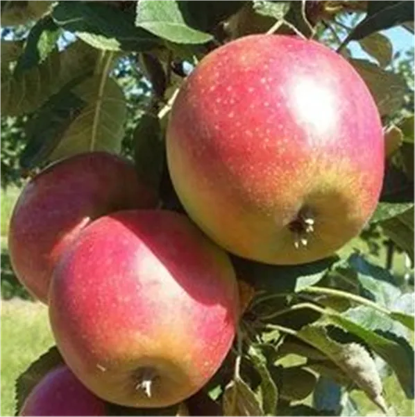 Malus Säulenapfel 'Acrobat' -S-   CAC Apfel Säulenapfel ''Acrobat' -S-