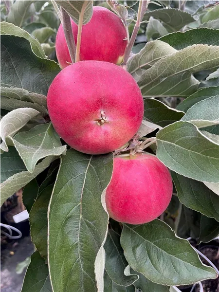 Malus Säulenapfel 'Ajanta' -S-   CAC Säulenapfel 'Ajanta' -S-   CAC