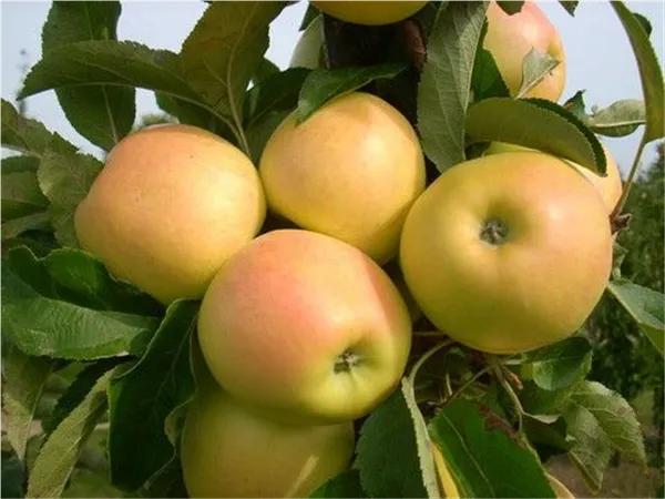 Malus Säulenapfel 'Lambada' -S-   CAC Säulenapfel 'Lambada' -S-   CAC