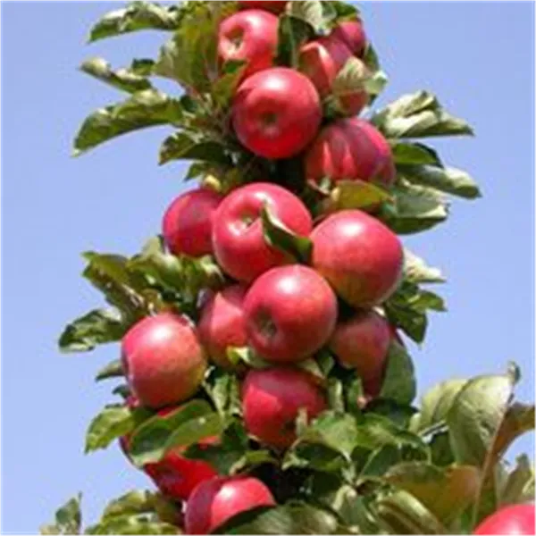 Malus Säulenapfel 'Rondo' -S-   CAC Apfel Säulenapfel ''Rondo' -S-   CAC