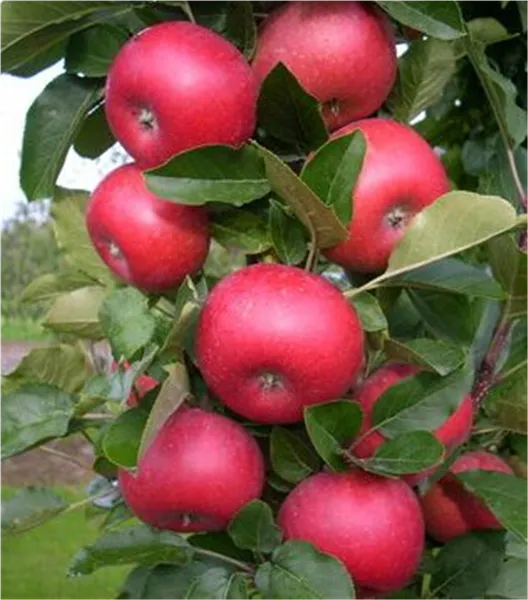 Malus Säulenapfel 'Rumba' -S-   CAC Säulenapfel 'Rumba' -S-   CAC