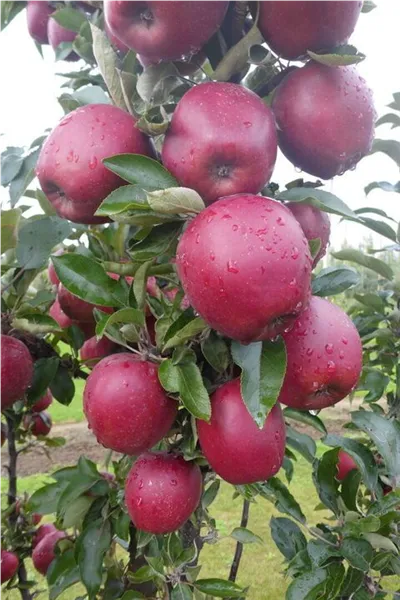 Malus Säulenapfel 'Tigawa'   CAC Säulenapfel 'Tigawa'   CAC