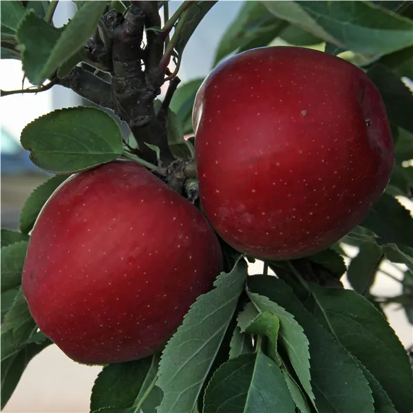 Malus Säulenbaum 'Redcats'   CAC Apfel Säulenbaum 'Redcats'   CAC