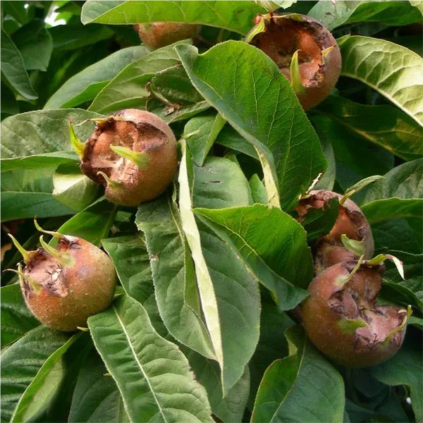 Mespilus germanica 'Holländische'   CAC Mispel 'Holländische'   CAC