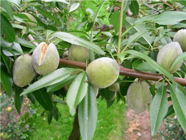 Prunus amy. 'Perle der Weinstraße'   CAC Bittermandel 'Perle der Weinstraße'   CAC