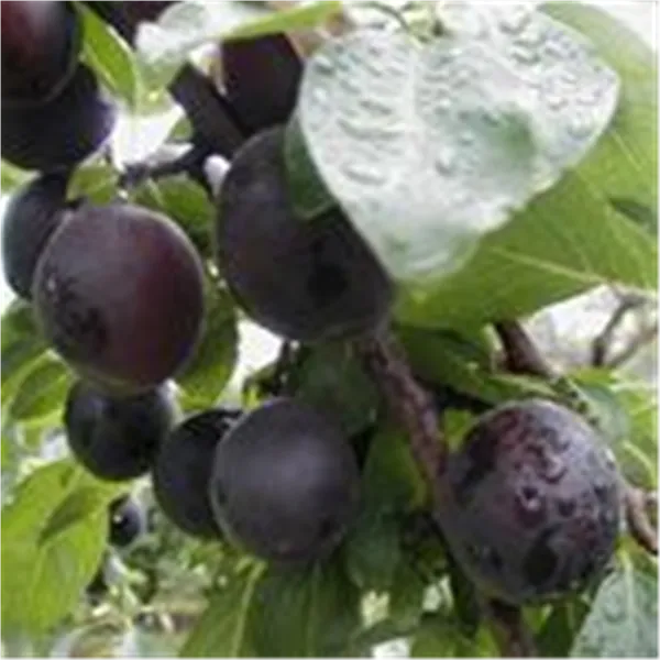 Prunus arm.'Aprisali' -S-   zert.vf Aprikosenpflaume 'Aprisali' -S-   zert.vf