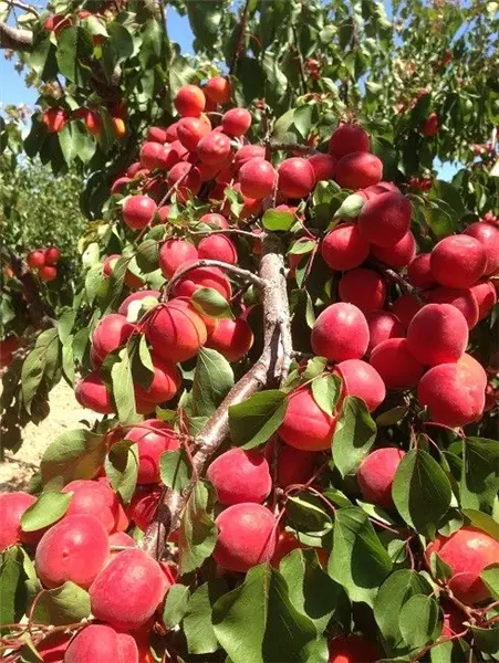 Prunus arm.'Lido'   CAC Aprikose 'Lido'   CAC