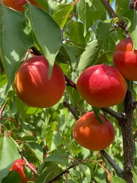 Prunus arm.'Nelson' ®   CAC Aprikose 'Nelson' ®   CAC