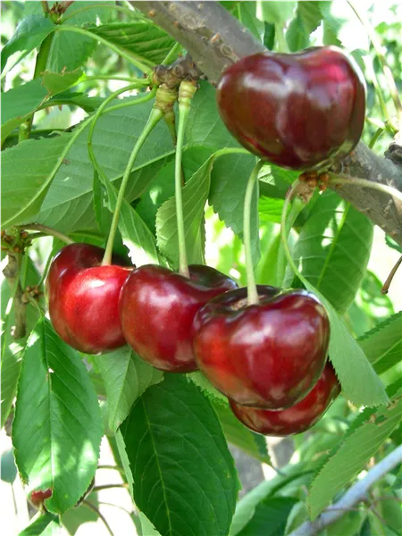 Prunus av.'Carmen' -S-   CAC Süßkirsche 'Carmen' -S-   CAC