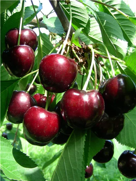 Prunus av.'Early Korvik' ®   CAC Süßkirsche 'Early Korvik' ®   CAC