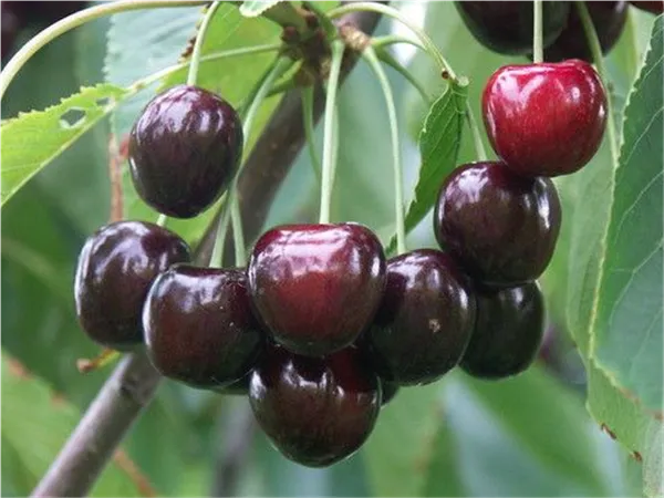 Prunus av.'Irena' -S-   CAC Süßkirsche 'Irena' -S-   CAC