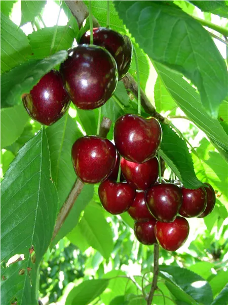 Prunus av.'Kordia'   CAC Süßkirsche 'Kordia'   CAC