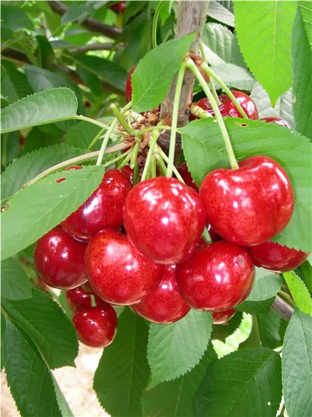 Prunus av.'Lapins'   CAC Süßkirsche 'Lapins'   CAC