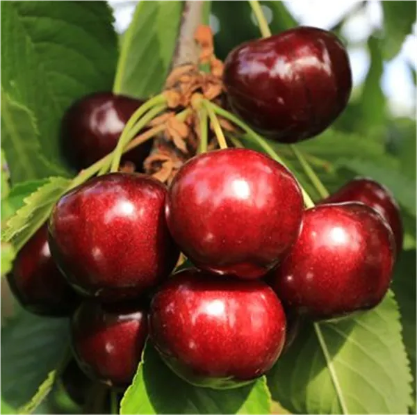 Prunus av.'Paulus' -S-   CAC Süßkirsche 'Paulus' -S-   CAC