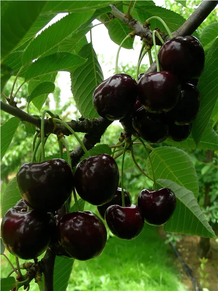 Prunus av.'Regina'   CAC Süßkirsche 'Regina'   CAC
