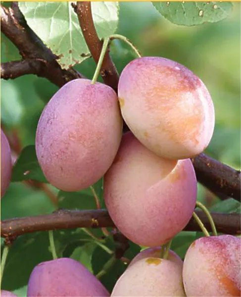 Prunus dom.'Baya ® Aurelia'   CAC Pflaume 'Baya ®  Aurelia'   CAC