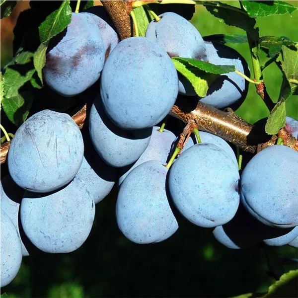 Prunus dom.'Blue Frost' ®   zert vf Zwetsche 'Blue Frost' ®   zert.vf
