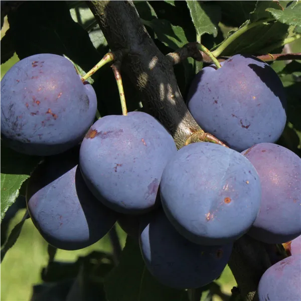 Prunus dom.'Bühler Früh.Typ Meier'   zert. vf Zwetsche 'Bühler Früh.Typ Meier'   zert.vf