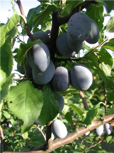Prunus dom.'Cacaks Fruchtbare'   zert. vf Zwetsche 'Cacaks Fruchtbare'   zert.vf