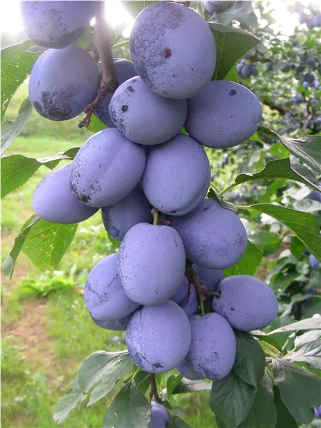 Prunus dom.'Cacaks Schöne'   CAC Zwetsche 'Cacaks Schöne'   CAC