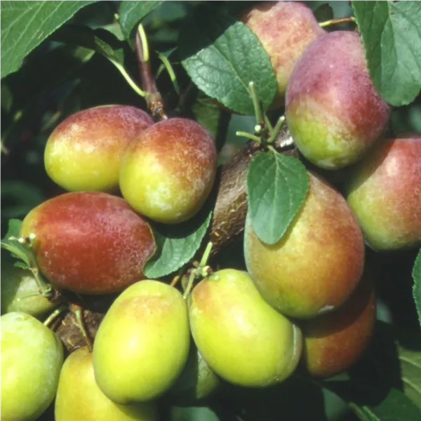 Prunus dom.'Colora' ®   zert.vf Zwetsche 'Colora' ®   zert.vf