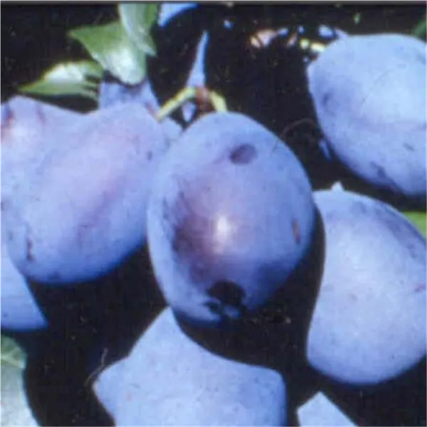 Prunus dom.'Elena' ®   zert.vf Zwetsche 'Elena' ®   zert.vf