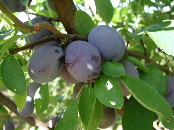 Prunus dom.'Ersinger Typ Kiefer'   zert. vf Zwetsche 'Ersinger Typ Kiefer'   zert.vf