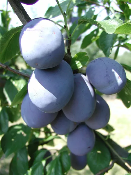 Prunus dom.'Hanita' -S-   zert.vf Zwetsche 'Hanita' -S-   zert.vf