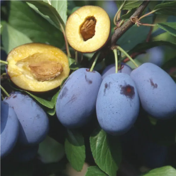 Prunus dom.'Haroma' ®   zert.vf Zwetsche 'Haroma' ®   zert.vf