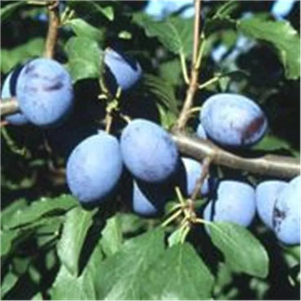 Prunus dom.'Hauszwetsche Schüfer'   zert.vf Zwetsche 'Hauszwetsche Schüfer'   zert.vf