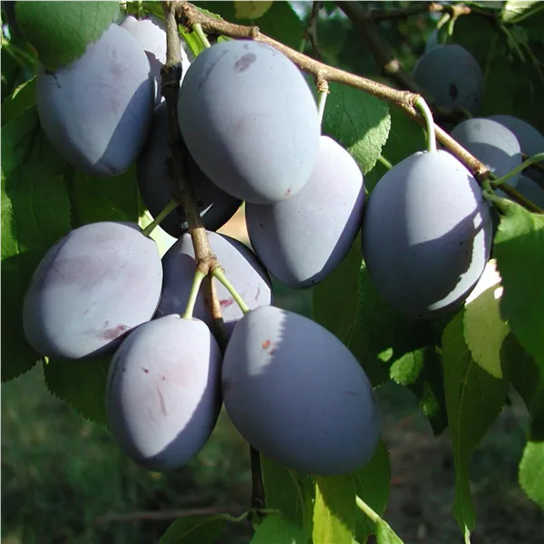 Prunus dom.'Hauszwetsche Wolff'   zert.vf Zwetsche 'Hauszwetsche Wolff'   zert.vf