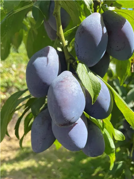 Prunus dom.'Jofela' ®   CAC Zwetsche 'Jofela' ®   CAC