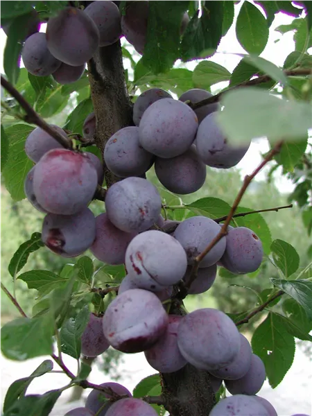 Prunus dom.'Löhrpflaume'   zert.vf Pflaume 'Löhrpflaume'   zert.vf