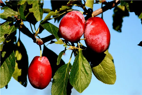 Prunus dom.'Pinky'   CAC Zwetsche  'Pinky'   CAC