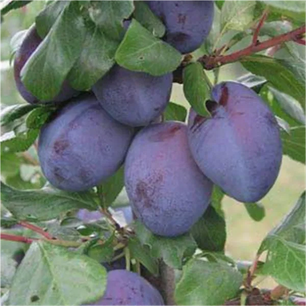 Prunus dom.'Topend Plus' - S -   zert.vf Prunus dom.'Topend Plus' - S -   zert.vf