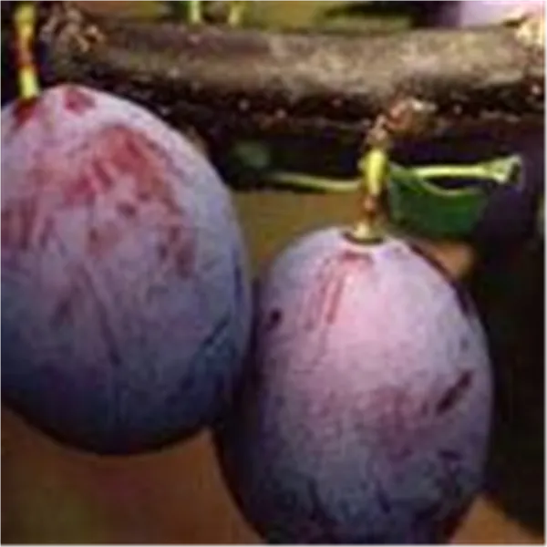 Prunus dom.'Topper' ®   zert.vf Pflaume 'Topper' ®   zert.vf
