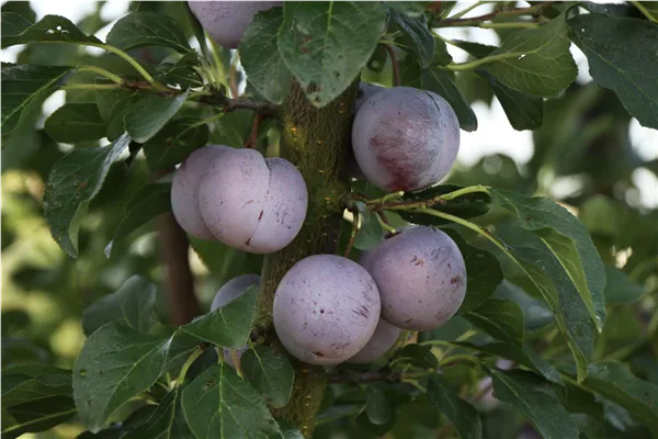 Prunus ital.'Graf Althans Renekl.'   zert.vf Renecloden 'Graf Althans Reneklode'   zert.vf