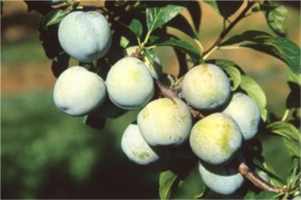 Prunus ital.'Große Grüne Renekl.'   zert.vf Reneclode 'Große Grüne Reneklode'   zert.vf