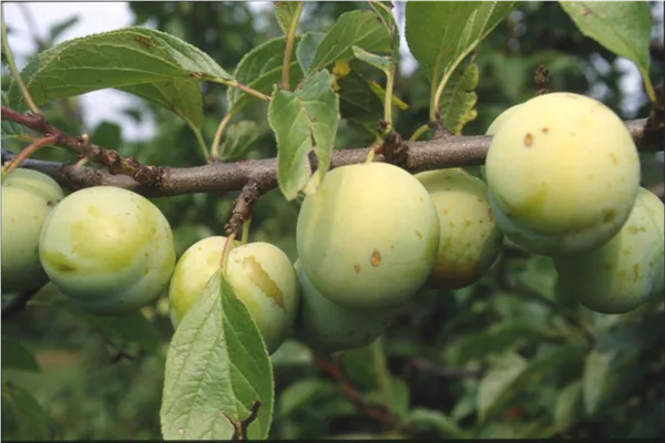 Prunus ital.'Oullins Reneklode'   zert.vf Reneclode 'Oullins Reneklode'   zert.vf