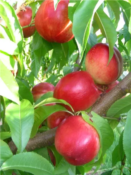 Prunus nuc.'Superkönigin'   CAC Nektarine 'Superkönigin'   CAC
