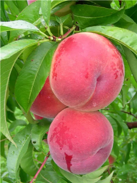 Prunus persica 'Benedicte'   CAC Pfirsich 'Benedicte'   CAC