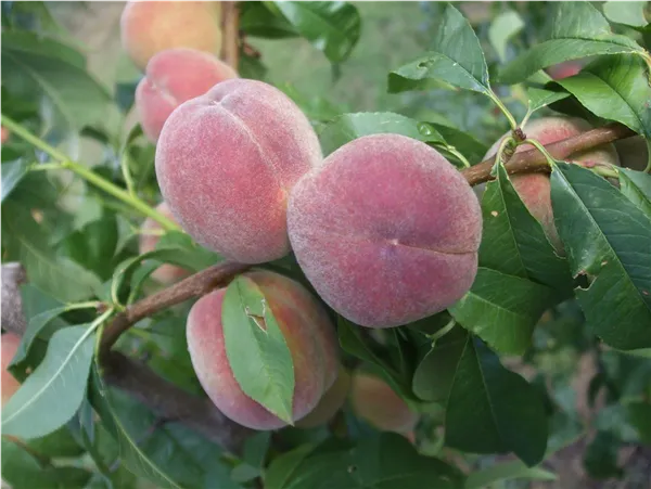 Prunus persica 'Fruteria' ®   CAC Pfirsich 'Fruteria' ®   CAC