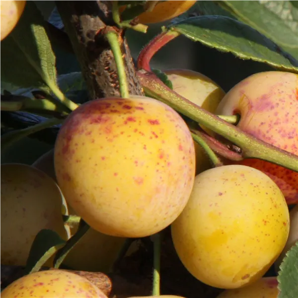 Prunus syr.'Mirabelle v. Nancy' Klon 1510  zert.vf 'Mirabelle v. Nancy' Klon 1510   zert.vf