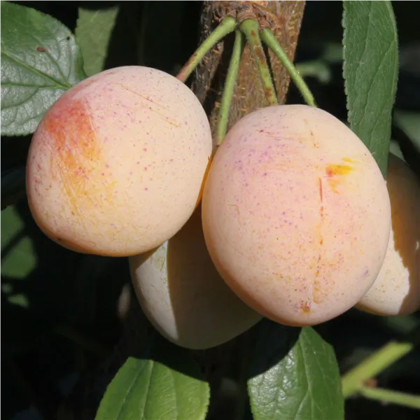 Prunus syr.'Miroma' ®   CAC Mirabelle 'Miroma' ®   CAC