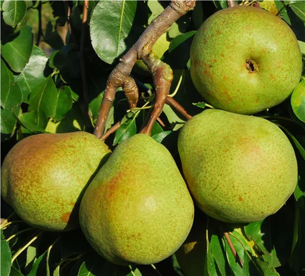 Pyrus com.'Alexander Lucas'   CAC Birne 'Alexander Lucas'   CAC