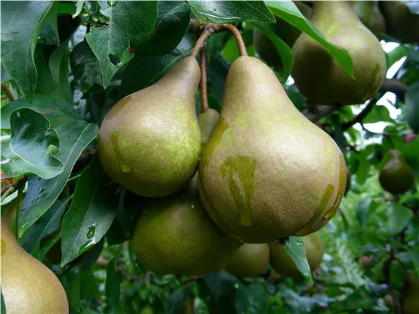 Pyrus com.'Bosc's Flaschenbirne'   CAC Birne 'Bosc's Flaschenbirne'   CAC
